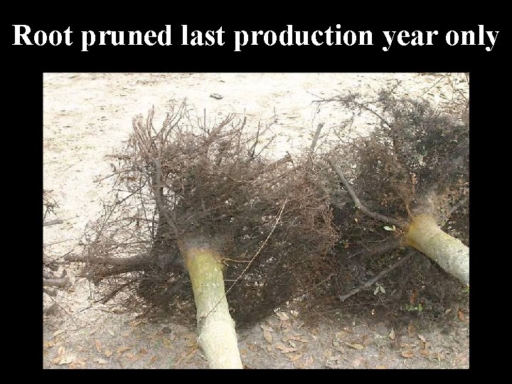 Root pruned last production year only 