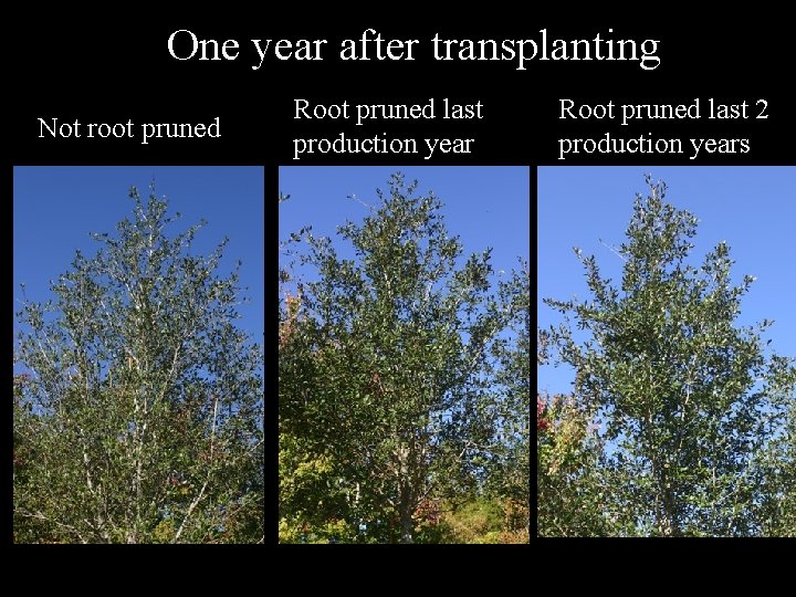 One year after transplanting Not root pruned Root pruned last production year Root pruned