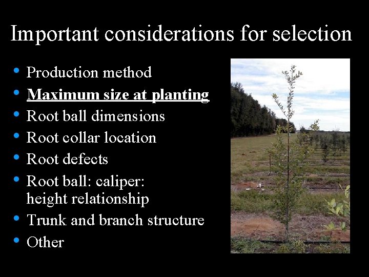 Important considerations for selection • Production method • Maximum size at planting • Root