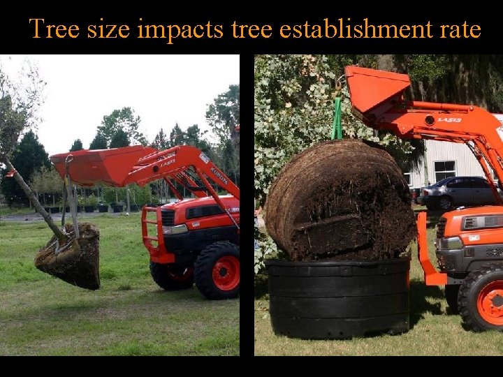 Tree size impacts tree establishment rate 
