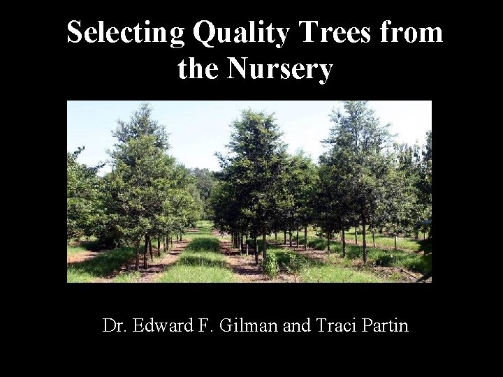 Selecting Quality Trees from the Nursery Dr. Edward F. Gilman and Traci Partin 