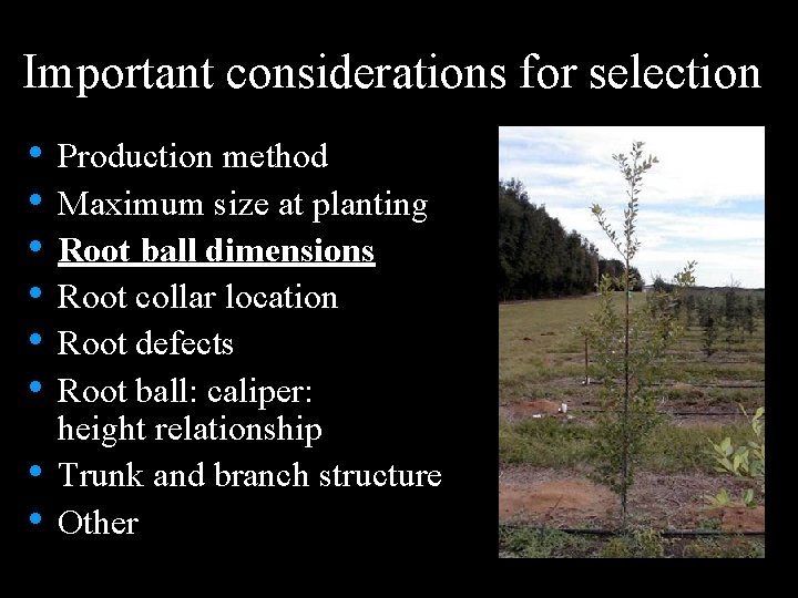 Important considerations for selection • Production method • Maximum size at planting • Root