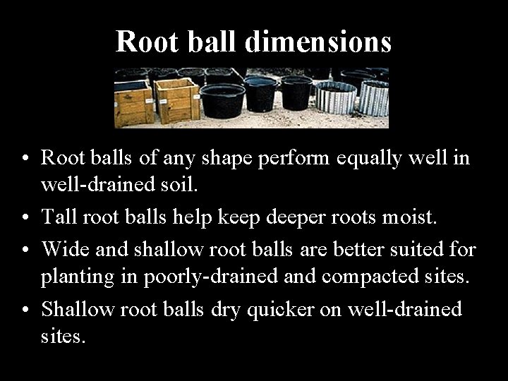 Root ball dimensions • Root balls of any shape perform equally well in well-drained