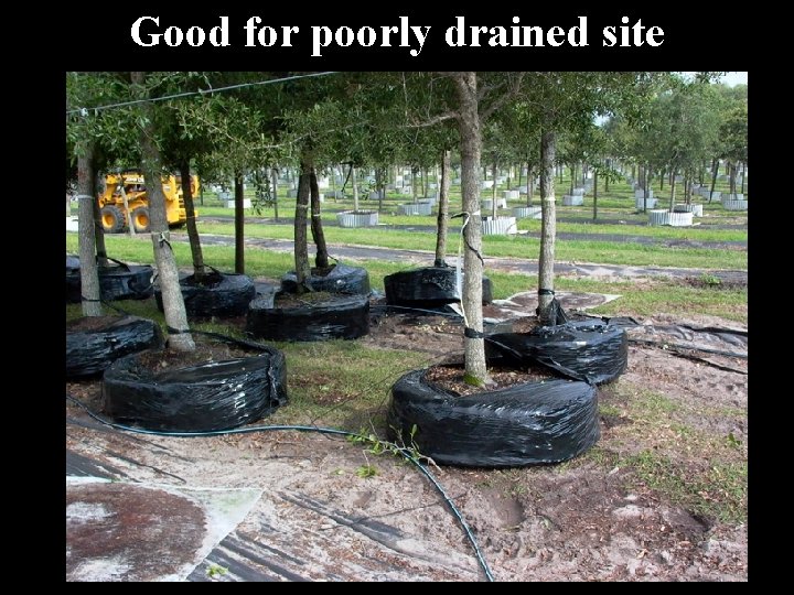 Good for poorly drained site 