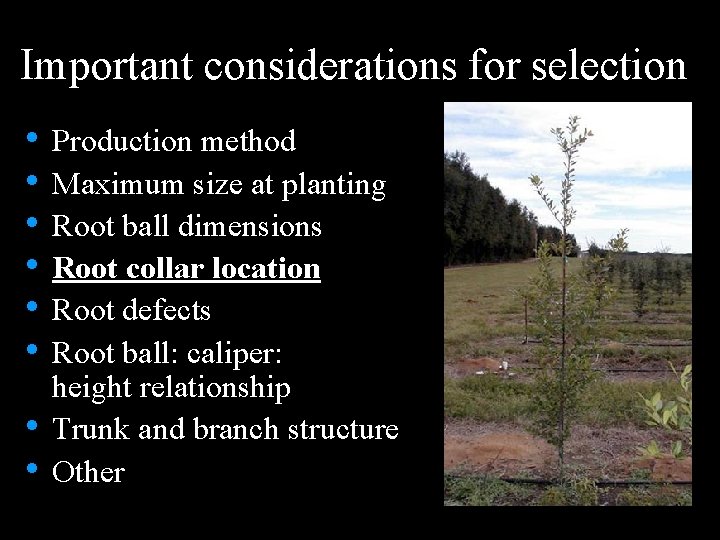 Important considerations for selection • Production method • Maximum size at planting • Root