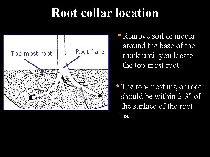 Root collar location • Remove soil or media Top most root Root flare around