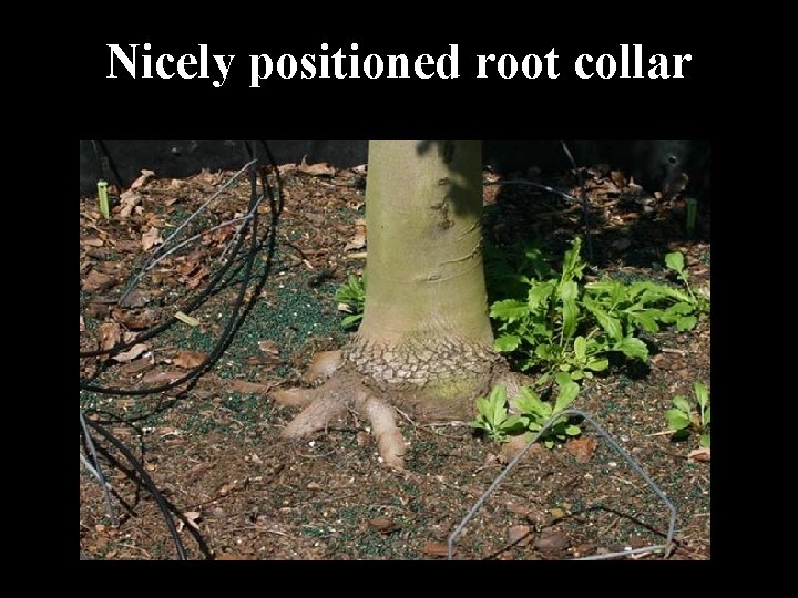 Nicely positioned root collar 