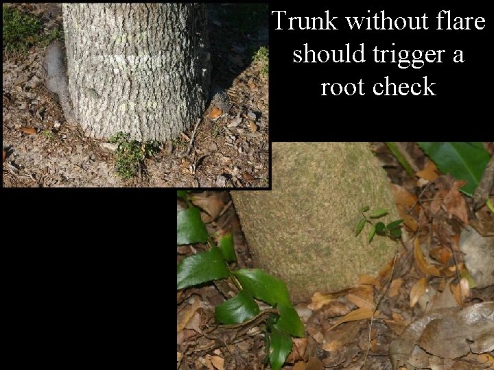 Trunk without flare should trigger a root check 