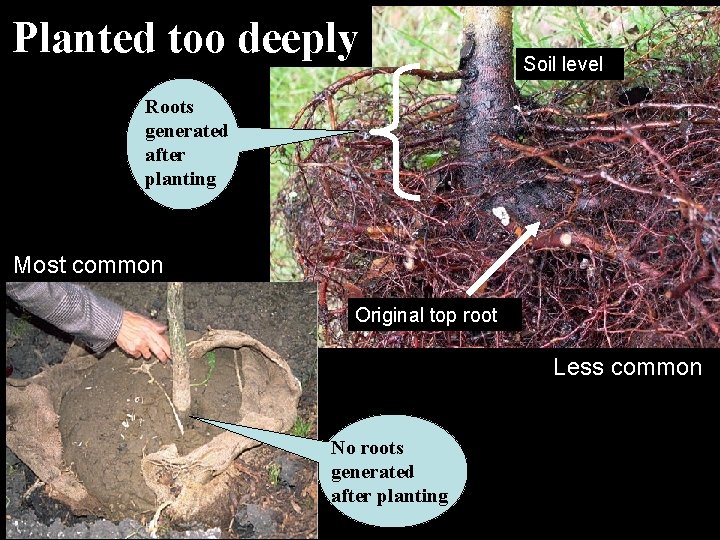 Planted too deeply Soil level Roots generated after planting Most common Original top root