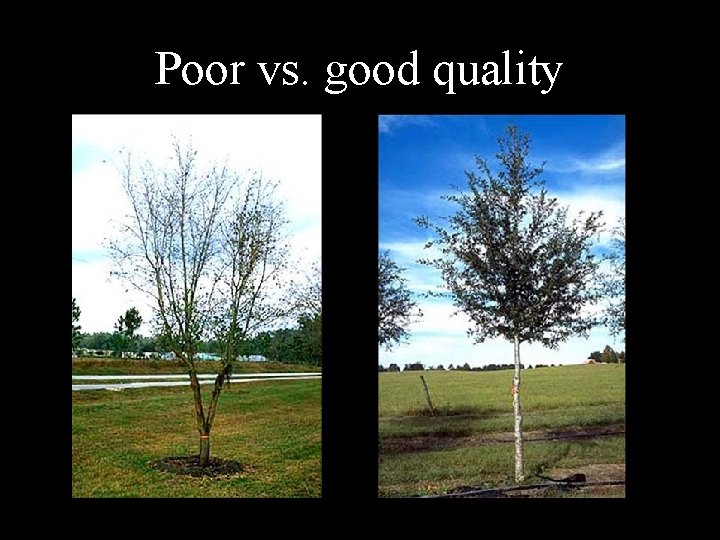 Poor vs. good quality 