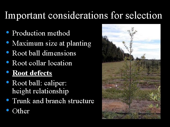 Important considerations for selection • Production method • Maximum size at planting • Root