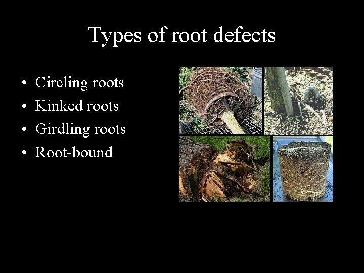 Types of root defects • • Circling roots Kinked roots Girdling roots Root-bound 