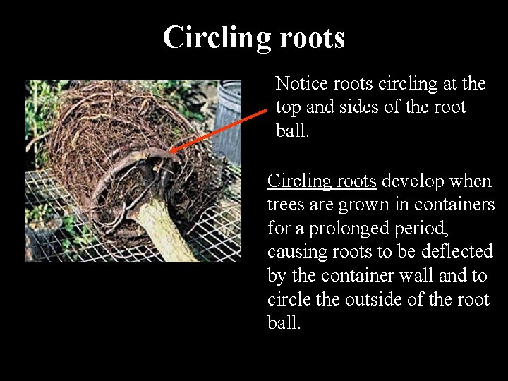 Circling roots Notice roots circling at the top and sides of the root ball.