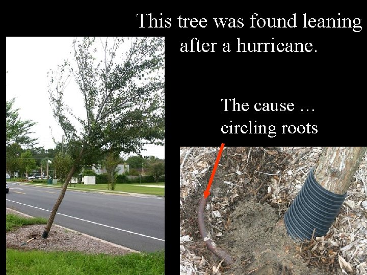 This tree was found leaning after a hurricane. The cause … circling roots 