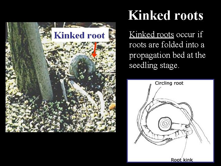 Kinked roots occur if roots are folded into a propagation bed at the seedling