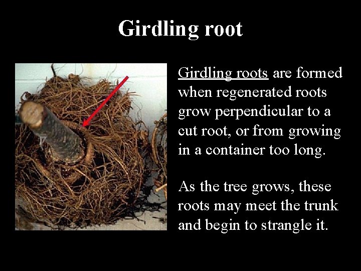 Girdling roots are formed when regenerated roots grow perpendicular to a cut root, or