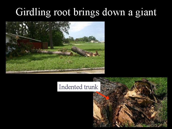 Girdling root brings down a giant Indented trunk 