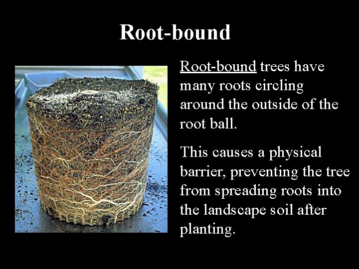 Root-bound trees have many roots circling around the outside of the root ball. This