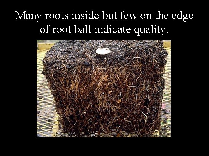 Many roots inside but few on the edge of root ball indicate quality. 