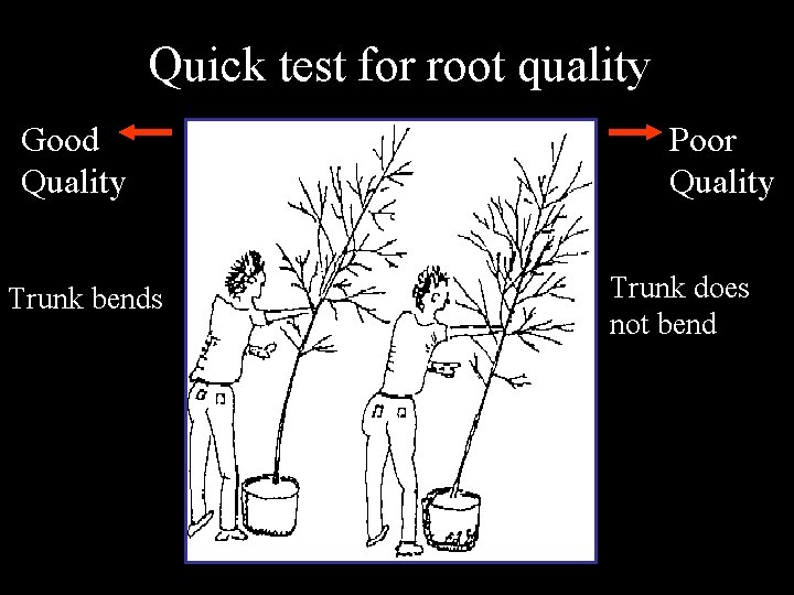 Quick test for root quality Good Quality Trunk bends Poor Quality Trunk does not