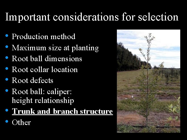 Important considerations for selection • Production method • Maximum size at planting • Root