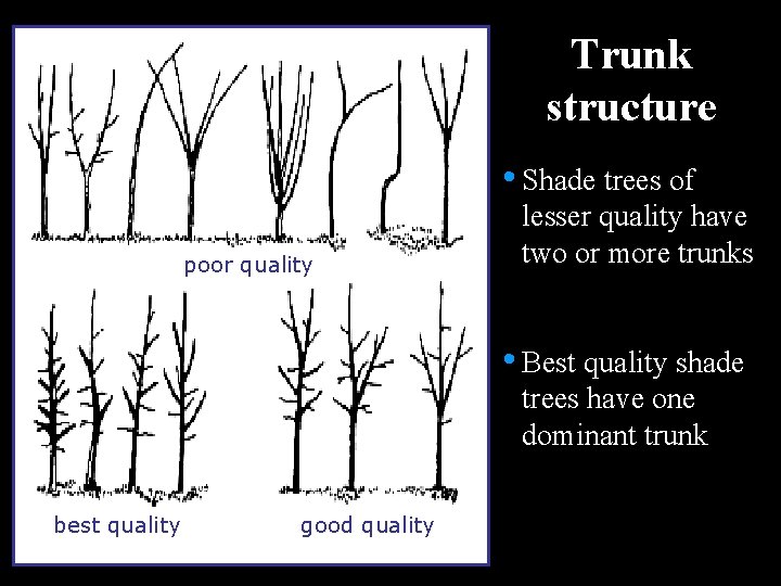 Trunk structure • Shade trees of poor quality lesser quality have two or more