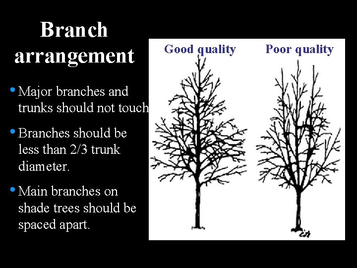 Branch arrangement • Major branches and trunks should not touch. • Branches should be