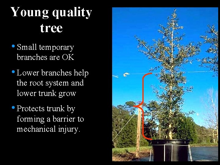 Young quality tree • Small temporary branches are OK • Lower branches help the