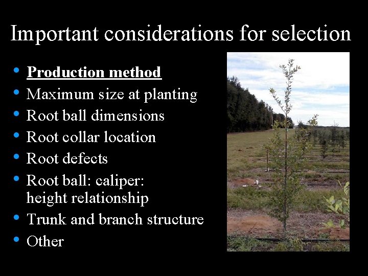 Important considerations for selection • Production method • Maximum size at planting • Root