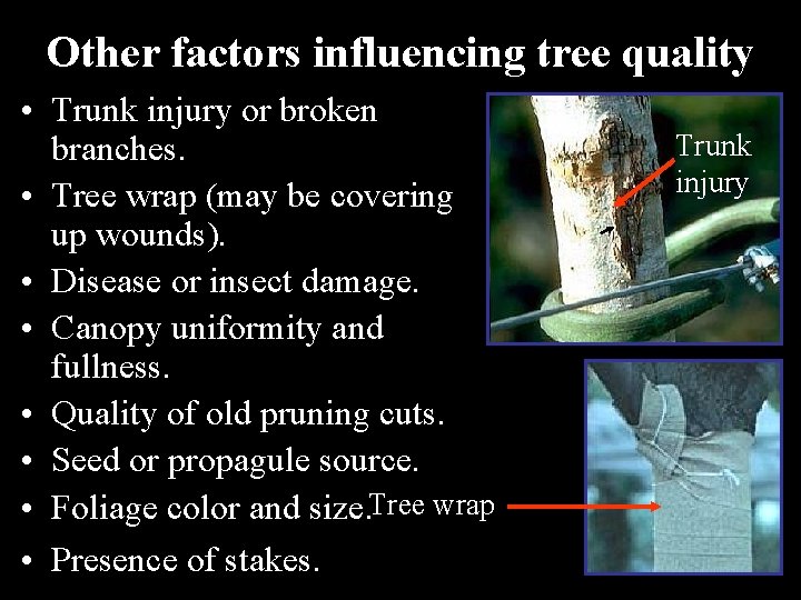 Other factors influencing tree quality • Trunk injury or broken branches. • Tree wrap