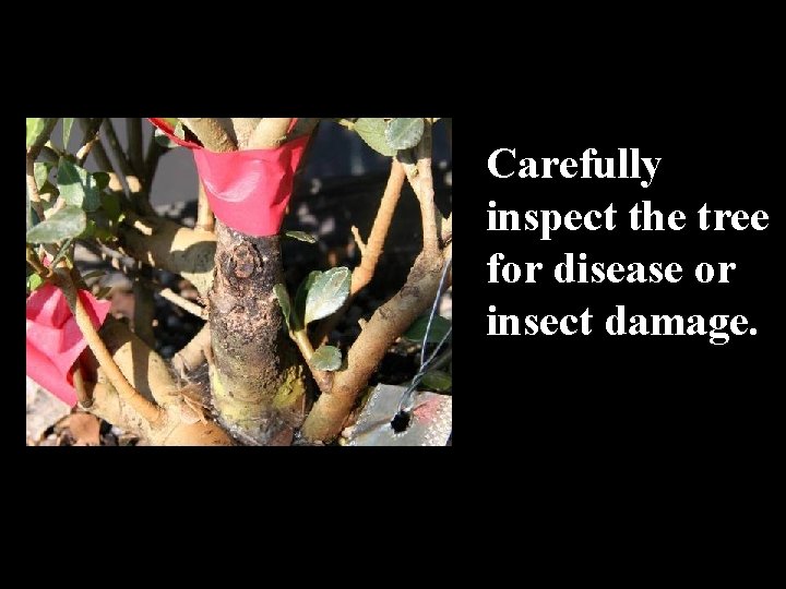 Carefully inspect the tree for disease or insect damage. 