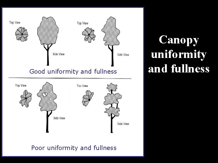 Good uniformity and fullness Poor uniformity and fullness Canopy uniformity and fullness 