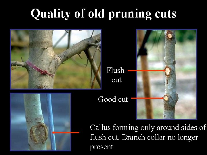 Quality of old pruning cuts Flush cut Good cut Callus forming only around sides