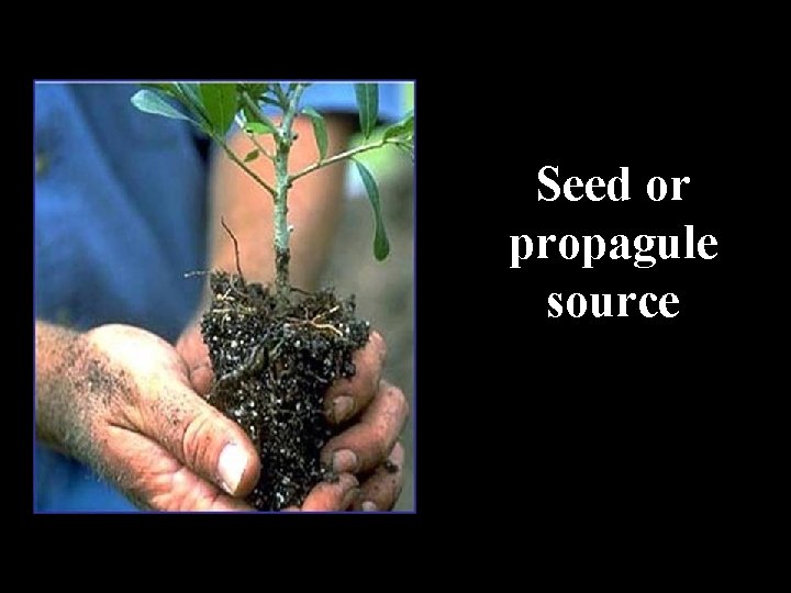 Seed or propagule source 