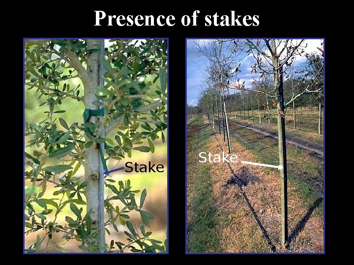 Presence of stakes Stake 