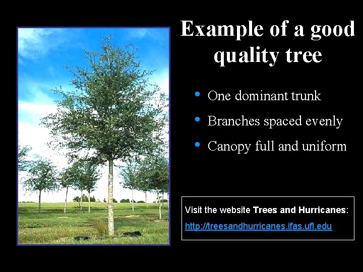 Example of a good quality tree • • • One dominant trunk Branches spaced