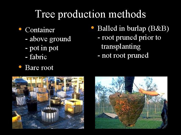 Tree production methods • • Container - above ground - pot in pot -