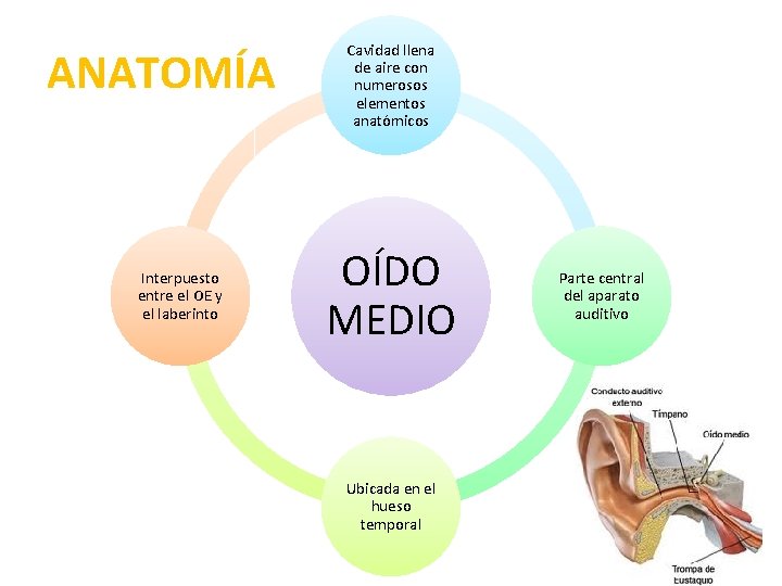 ANATOMÍA Interpuesto entre el OE y el laberinto Cavidad llena de aire con numerosos