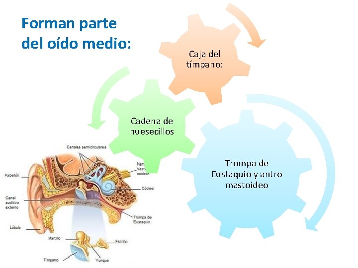 Forman parte del oído medio: Caja del tímpano: Cadena de huesecillos Trompa de Eustaquio