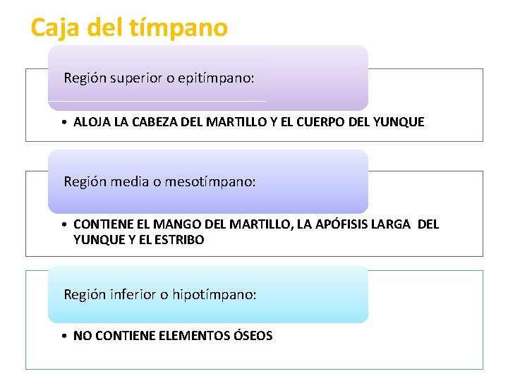 Caja del tímpano Región superior o epitímpano: • ALOJA LA CABEZA DEL MARTILLO Y