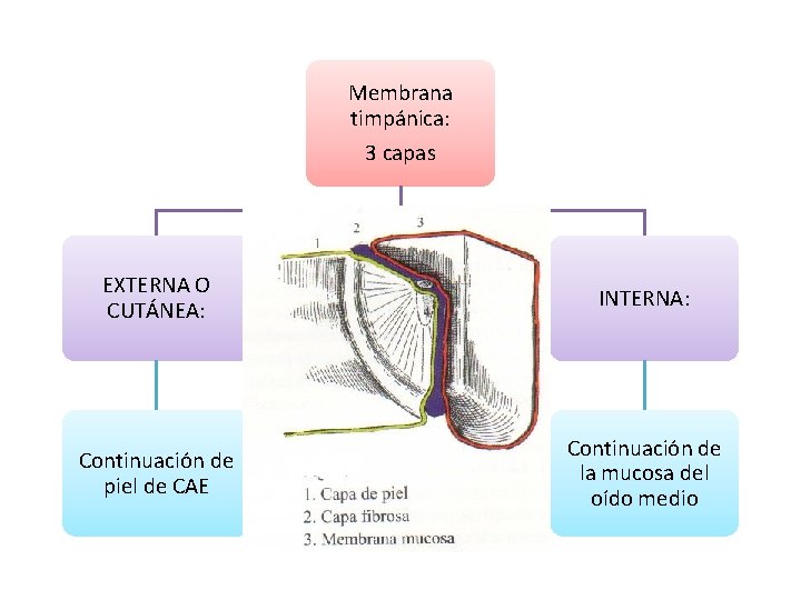 Membrana timpánica: 3 capas EXTERNA O CUTÁNEA: MEDIA O FIBROELÁSTICA: INTERNA: Continuación de piel