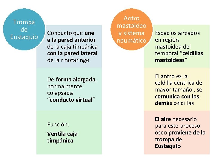 Trompa de Eustaquio Conducto que une a la pared anterior de la caja timpánica