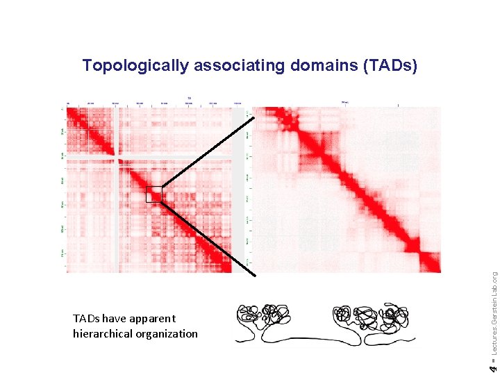 4 - TADs have apparent hierarchical organization Lectures. Gerstein. Lab. org Topologically associating domains