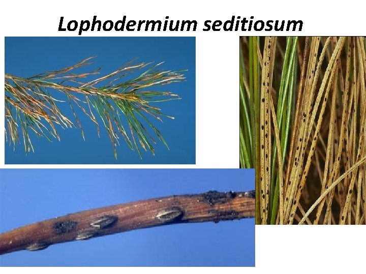 Lophodermium seditiosum 