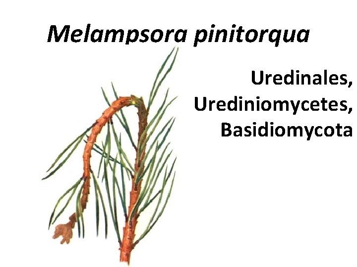 Melampsora pinitorqua Uredinales, Urediniomycetes, Basidiomycota 