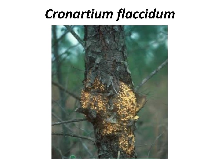 Cronartium flaccidum 
