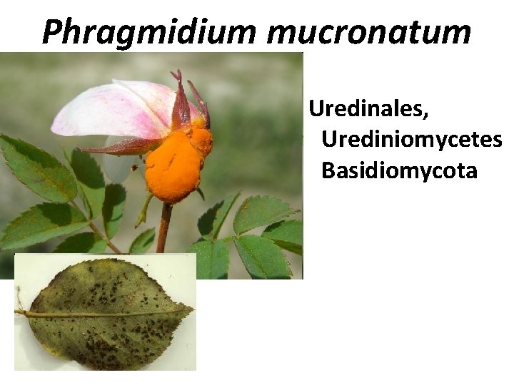 Phragmidium mucronatum Uredinales, Urediniomycetes Basidiomycota 