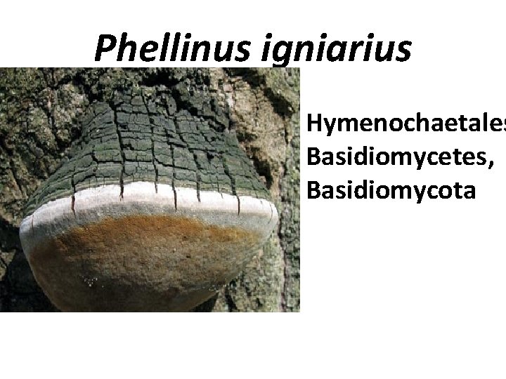 Phellinus igniarius Hymenochaetales Basidiomycetes, Basidiomycota 