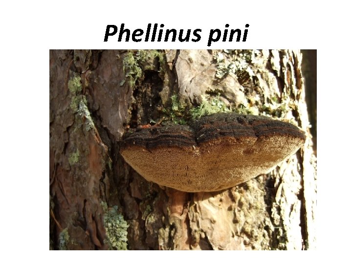 Phellinus pini 