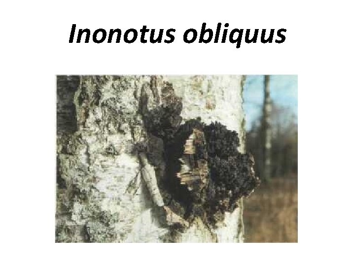 Inonotus obliquus 